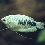 गुरुमी मार्बल गुरुमी मार्बल