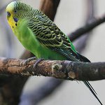 लहराती तोता के लिंग का निर्धारण कैसे करें? लहराती तोता के लिंग का निर्धारण कैसे करें?