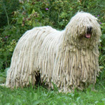 Komondor: हंगरी शेफर्ड डॉग Komondor: हंगरी शेफर्ड डॉग