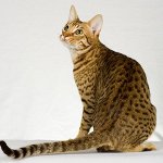 बिल्लियों की नस्लें: ocicat बिल्लियों की नस्लें: ocicat