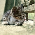 बिल्ली खो गई: क्या करना है?