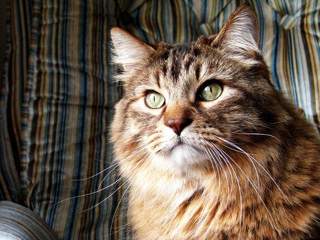 पुरानी बिल्लियों: देखभाल की विशेषताएं