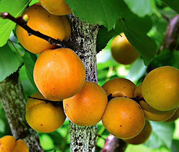 खुबानी, उपनगरों में उतार चढ़ाव और रूस की मध्य पट्टी के लिए किस्म