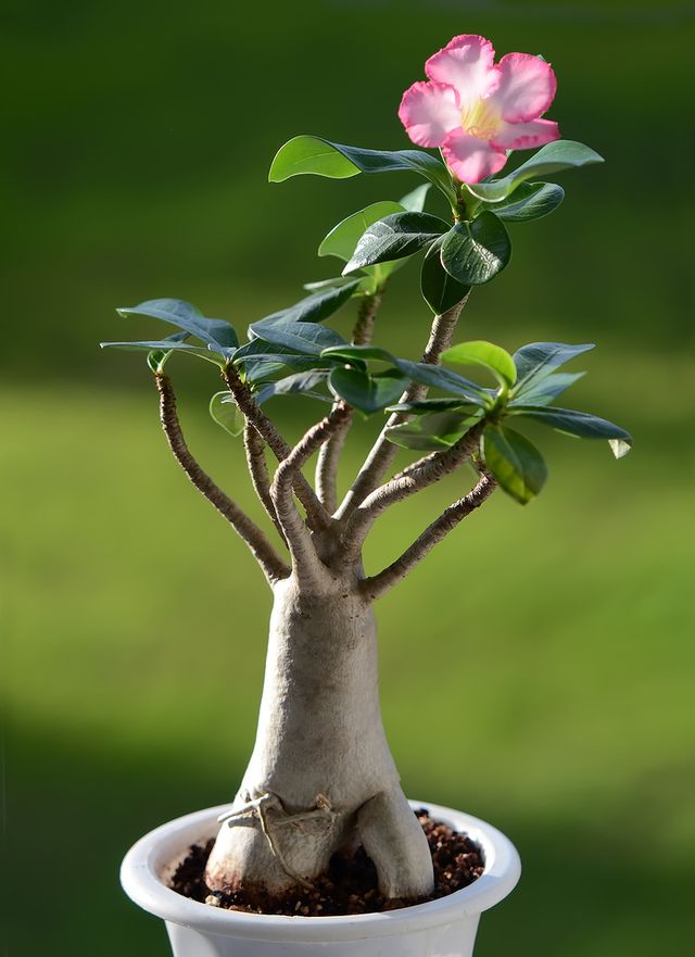 ऐडेनियम - होम केयर (फोटो, वीडियो) कैसे ठीक से एक फूल adenium की देखभाल के लिए