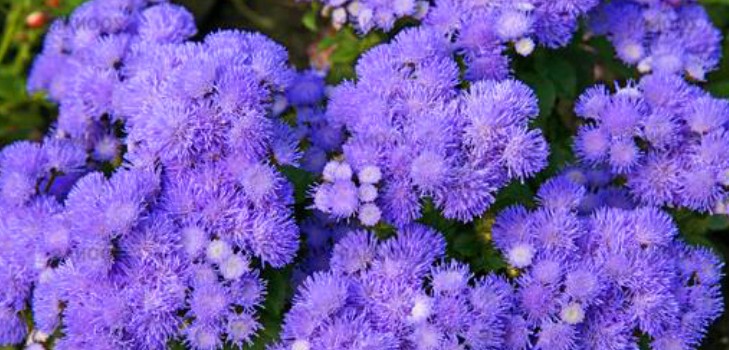 Ageratum: रोपण और देखभाल लोकप्रिय किस्मों