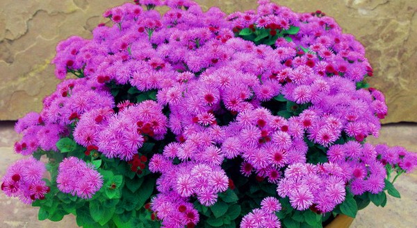 Ageratum: रोपण और देखभाल लोकप्रिय किस्मों
