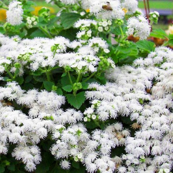 Ageratum: रोपण और देखभाल लोकप्रिय किस्मों