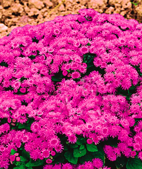 Ageratum: रोपण और देखभाल लोकप्रिय किस्मों