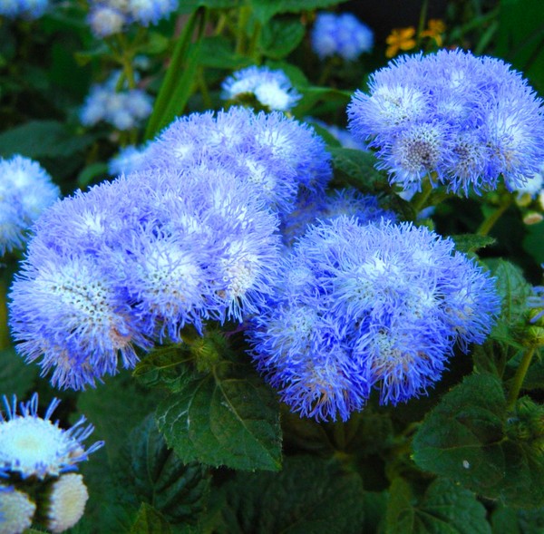 Ageratum: रोपण और देखभाल लोकप्रिय किस्मों