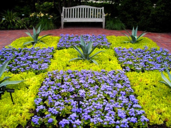 Ageratum: रोपण और देखभाल लोकप्रिय किस्मों