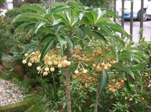 अर्दिसिया - सबसे प्रसिद्ध प्रजातियां