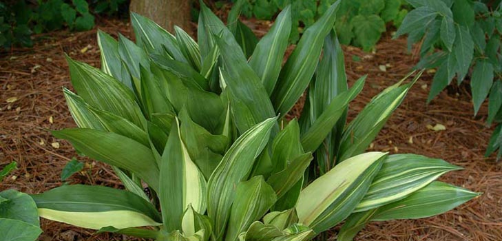 Aspidistra: घर पर देखभाल, फूल, फोटो