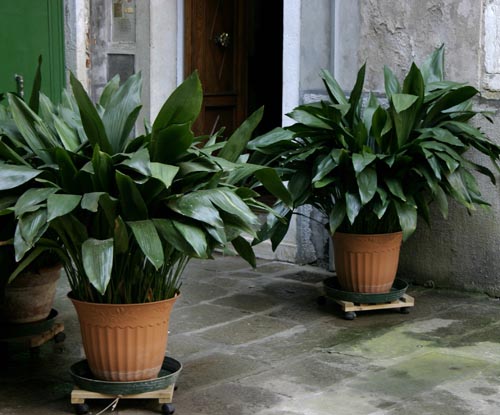 Aspidistra: प्रजातियों और किस्मों