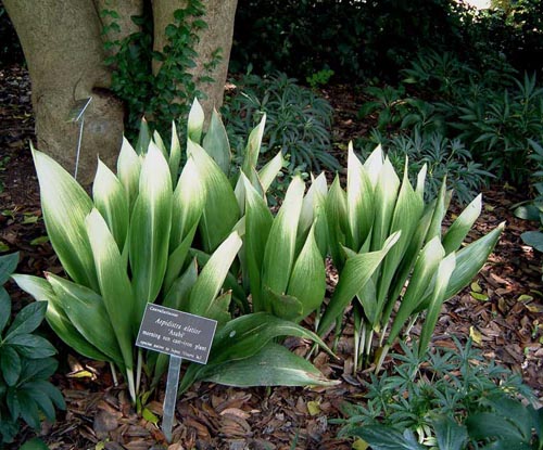 Aspidistra: घर की देखभाल