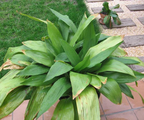 Aspidistra: फोटो और घर पर देखभाल