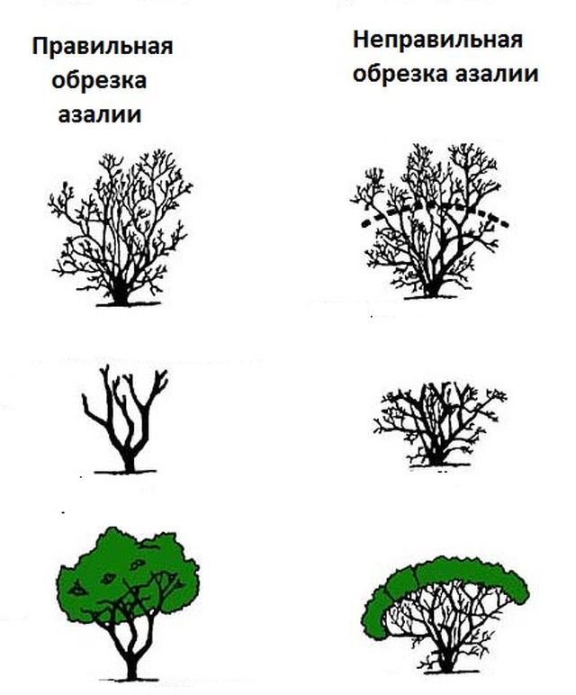 Azalea कमरे - घर पर देखभाल के नियम (वीडियो, फोटो)