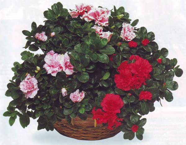 Azalea एक उत्सव संयंत्र है