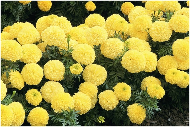 पीला मैरीगोल्ड