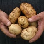आलू के रोग आलू के रोग