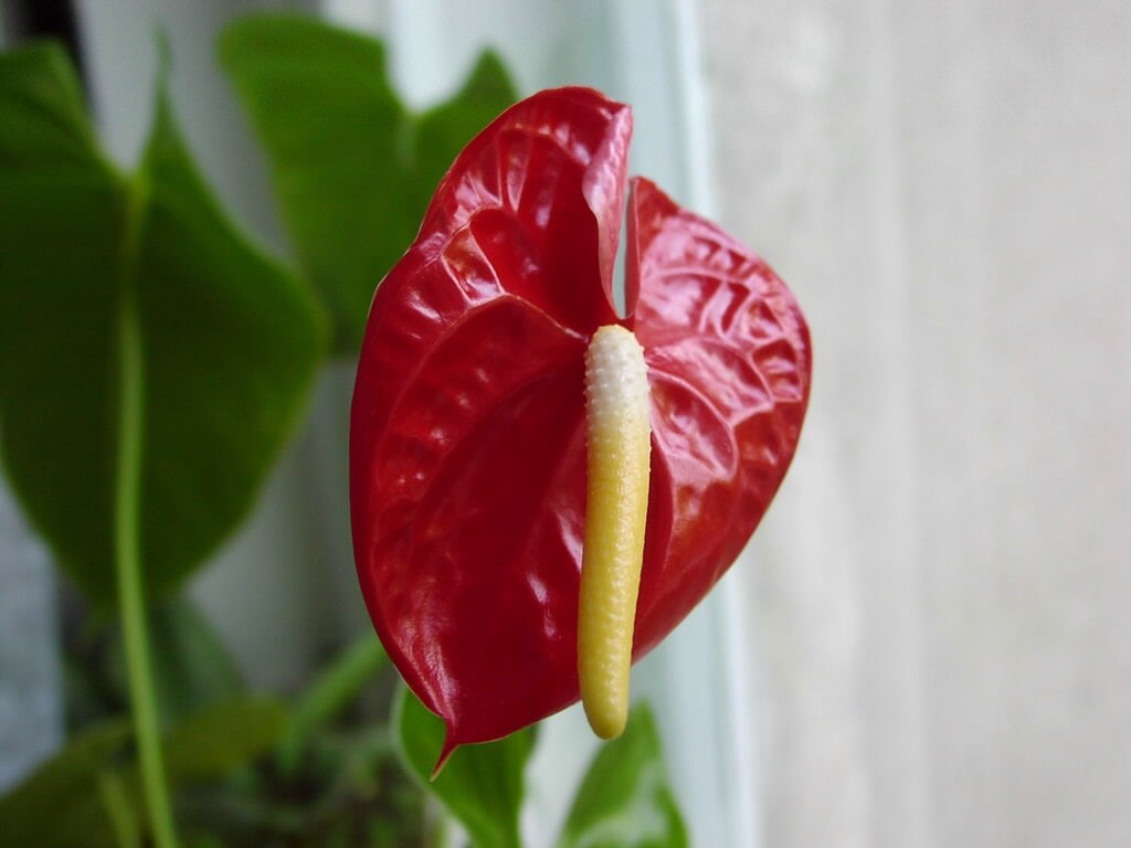 लाल फूल