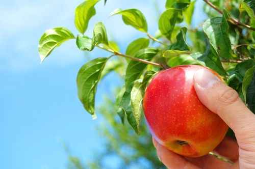 घर पर सर्दियों में सेब कैसे रखे