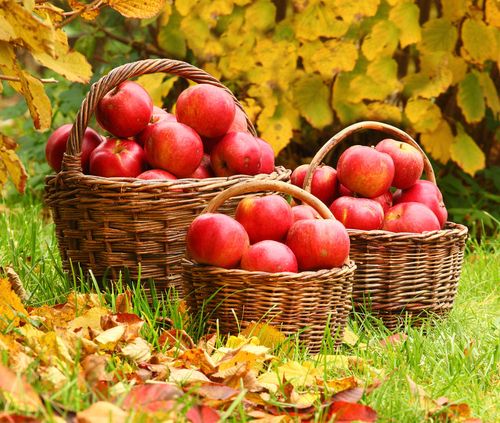 घर पर सर्दियों में सेब कैसे रखे