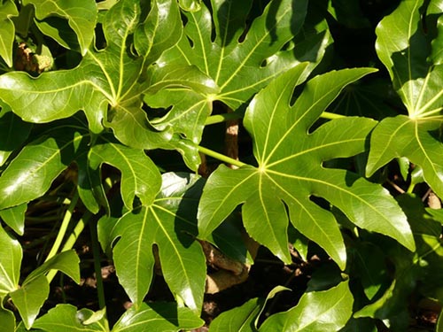 विभिन्न प्रकार के फ़ैटियास