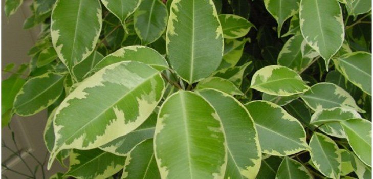 कमरा फ़िकस