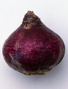 घर पर जलकुंभी