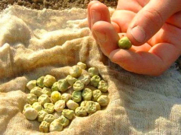 मटर: खुले मैदान में रोपण और देखभाल करें