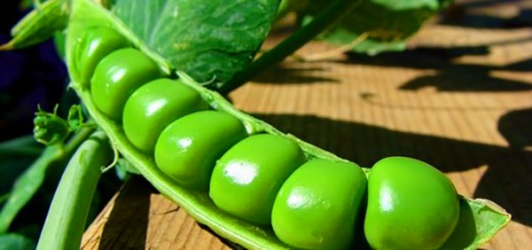 मटर: खुले मैदान में रोपण और देखभाल करें