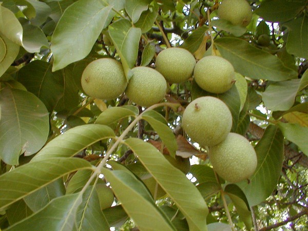 सब के बारे में 