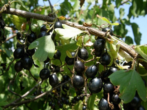 जोधता - स्वाद और लाभ का असामान्य सहभागिता