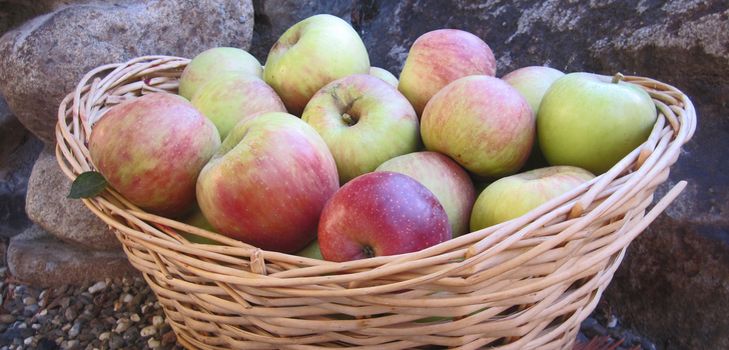 सर्दियों में सेब कैसे रखेंगे
