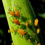 कैसे seedlings पर aphids से छुटकारा पाने के लिए