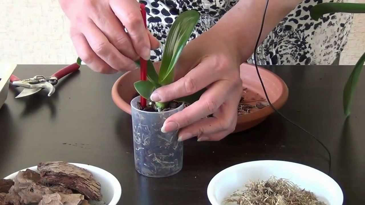 कैसे एक आर्किड प्रत्यारोपण करने के लिए