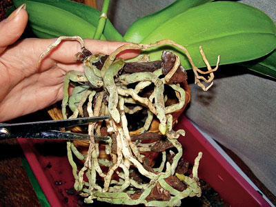 कैसे एक आर्किड प्रत्यारोपण करने के लिए