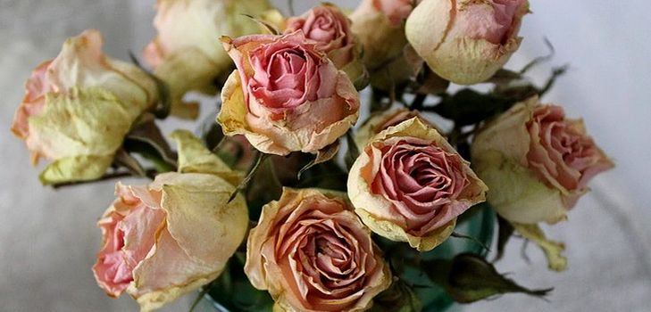 कैसे एक herbarium के लिए फूलों को शुष्क करने के लिए
