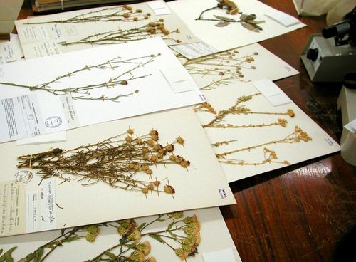 कैसे एक herbarium के लिए फूलों को शुष्क करने के लिए