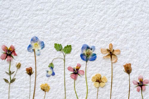 कैसे एक herbarium के लिए फूलों को शुष्क करने के लिए