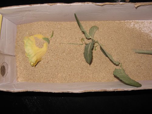 कैसे एक herbarium के लिए फूलों को शुष्क करने के लिए