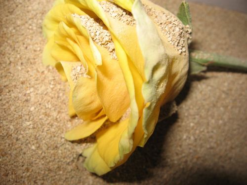कैसे एक herbarium के लिए फूलों को शुष्क करने के लिए