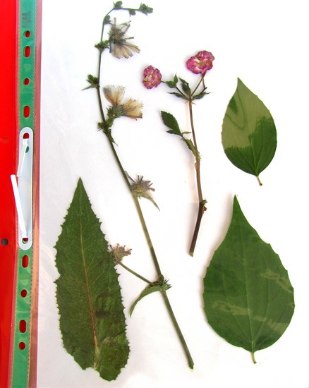 अपने हाथों से उसके लिए एक हर्बरेमियम और एक एल्बम बनाने के लिए सीखना