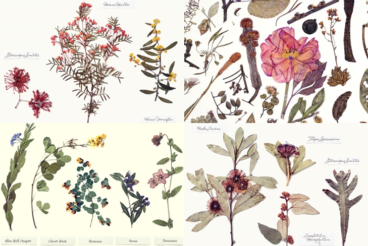 कैसे बनाने और पत्तियों के एक herbarium की व्यवस्था