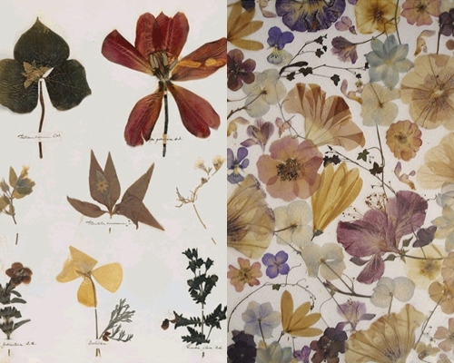 कैसे बनाने और पत्तियों के एक herbarium की व्यवस्था