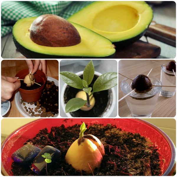 कैसे एक पत्थर से avocado बढ़ने के लिए