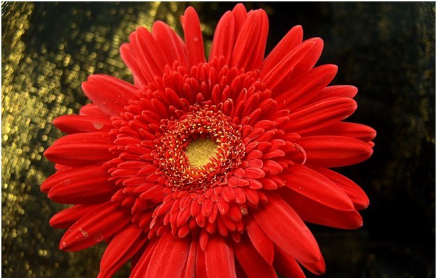 कैसे अपने बगीचे में एक स्वस्थ gerbera विकसित करने के लिए