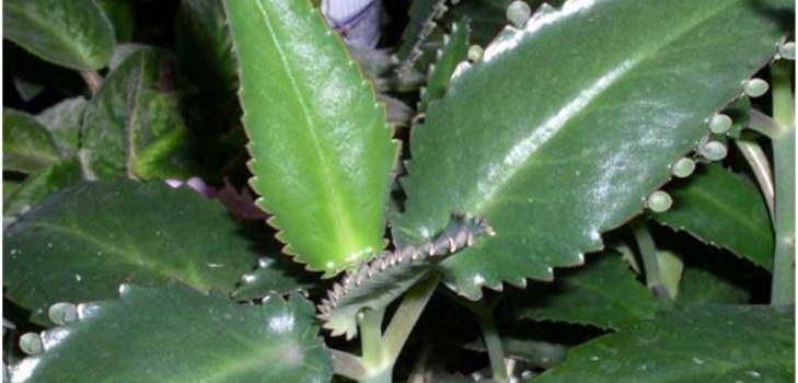 Kalanchoe संयंत्र