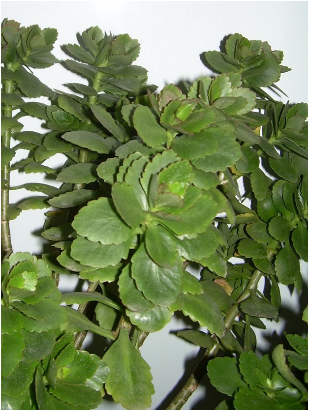 Kalanchoe की कलमों
