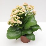 Kalanchoe Kalandiva